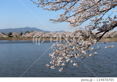 熊本県　春の立岡自然公園 114978765