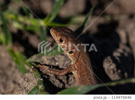 A picture of a brown lizard that is looking for prey searching on a dry field 114978846