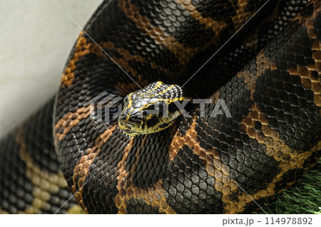 A species of snake called the yellow anaconda, photographed while it was warming up from the sun's rays. A species of snake called the yellow anaconda, photographed while it was warming up from the sun's rays. 114978892