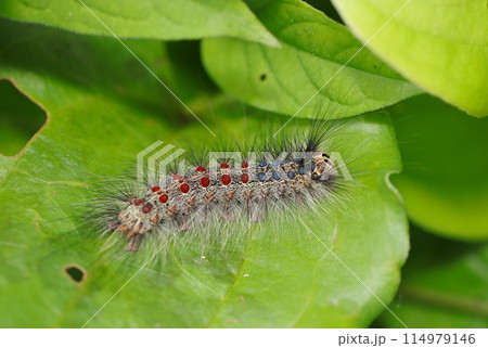 長毛にルビーとサファイヤを並べたようなエキゾチックなマイマイガの大型幼虫(自然光+マクロ接写写真) 長毛にルビーとサファイヤを並べたようなエキゾチックなマイマイガの大型幼虫(自然光+マクロ接写写真) 114979146