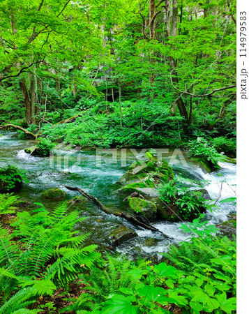 奥入瀬渓流 奥入瀬渓流 114979583