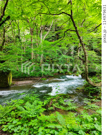 奥入瀬渓流 奥入瀬渓流 114979631