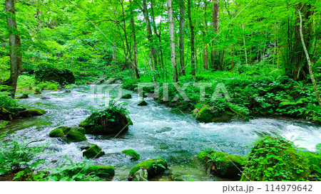 奥入瀬渓流 奥入瀬渓流 114979642