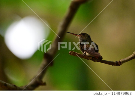 小枝に止まって休む色鮮やかなハチドリ 小枝に止まって休む色鮮やかなハチドリ 114979968