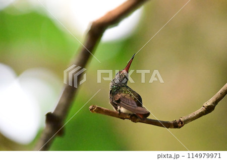 小枝に止まって休む色鮮やかなハチドリ 小枝に止まって休む色鮮やかなハチドリ 114979971