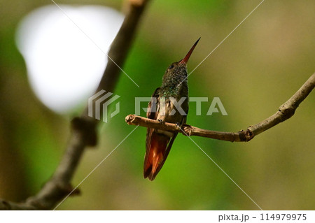 小枝に止まって休む色鮮やかなハチドリ 小枝に止まって休む色鮮やかなハチドリ 114979975