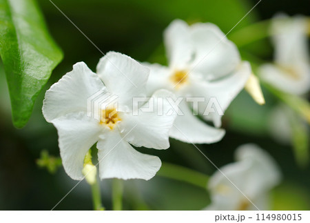 清らかで涼しげな純白のテイカカヅラの花（自然光＋マクロ接写写真） 114980015