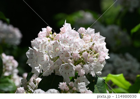 カルミア カルミア 114980030