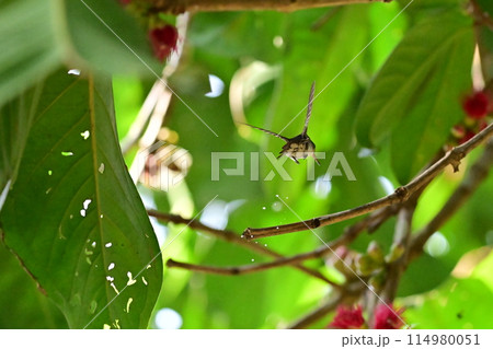 花の蜜を求めて飛び回るハチドリ 花の蜜を求めて飛び回るハチドリ 114980051
