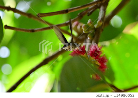 花の蜜を求めて飛び回るハチドリ 114980052