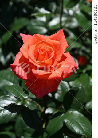 ローラ・バラ 114980121