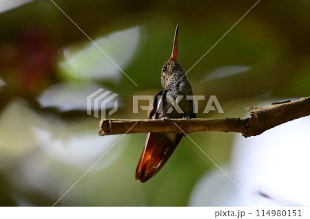 小枝に止まって休む色鮮やかなハチドリ 小枝に止まって休む色鮮やかなハチドリ 114980151