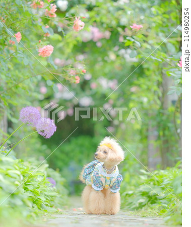 薔薇の花と可愛いトイプードル 114980254