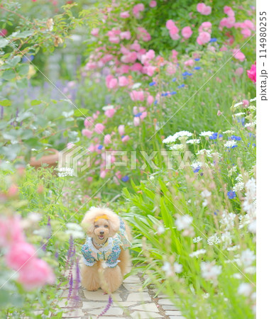 お花の中にいる可愛いトイプードル 114980255