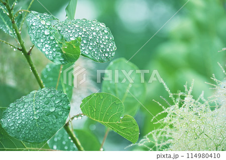 雨の日のスモークツリー 114980410