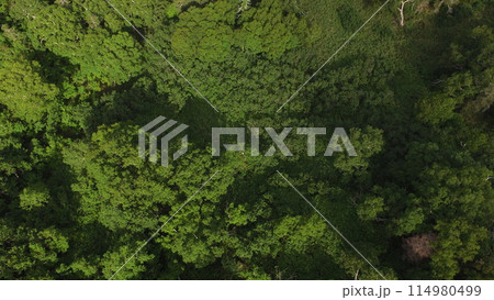ドローンで上空から撮影した「知床の森」(岩尾別温泉 付近/北海道斜里郡斜里町) ドローンで上空から撮影した「知床の森」(岩尾別温泉 付近/北海道斜里郡斜里町) 114980499