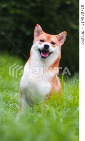 Close-up Portrait of female Shiba inu (dog) in the garden. Close-up Portrait of female Shiba inu (dog) in the garden. 114980719