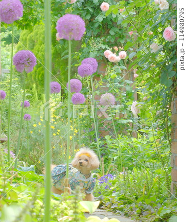 フラワーガーデンとトイプードル フラワーガーデンとトイプードル 114980795