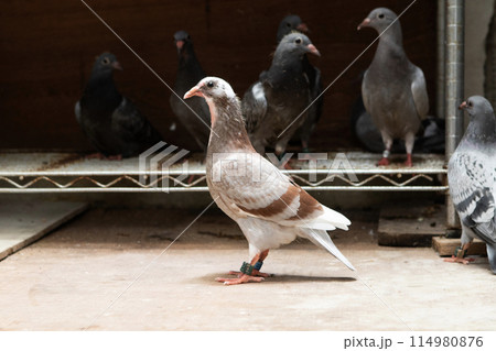 full body of young homing pigeon standing in home loft 114980876