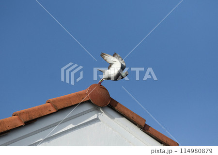 moment of homing pigeon take off to fly from home roof 114980879