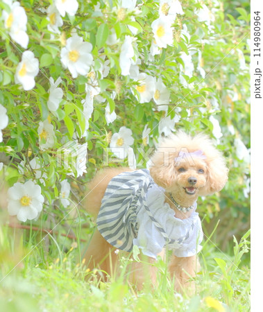 花の咲く公園で遊ぶトイプードル 114980964