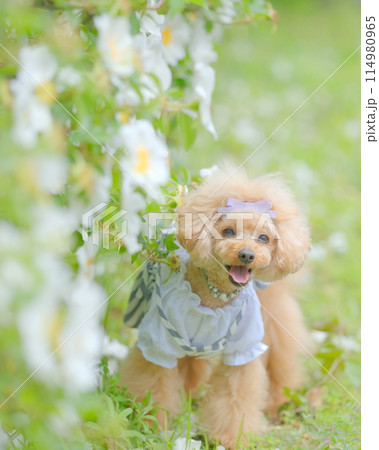 春の花とトイプードル 114980965