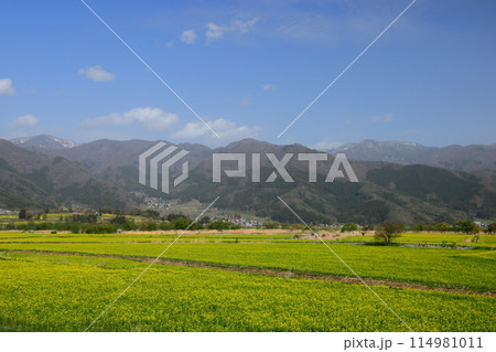 長野県飯山市 花の駅千曲川前の千曲川河川敷一面に広がる菜の花畑と対岸の山の景色 長野県飯山市 花の駅千曲川前の千曲川河川敷一面に広がる菜の花畑と対岸の山の景色 114981011