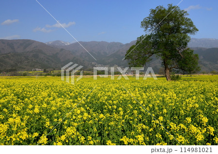 長野県飯山市　花の駅千曲川前の千曲川河川敷一面に広がる菜の花畑と対岸の山の景色 114981021