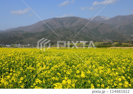 長野県飯山市 花の駅千曲川前の千曲川河川敷一面に広がる菜の花畑と対岸の山の景色 長野県飯山市 花の駅千曲川前の千曲川河川敷一面に広がる菜の花畑と対岸の山の景色 114981022