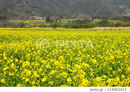 長野県飯山市 花の駅千曲川前の千曲川河川敷一面に広がる菜の花畑と対岸の山の景色 長野県飯山市 花の駅千曲川前の千曲川河川敷一面に広がる菜の花畑と対岸の山の景色 114981023