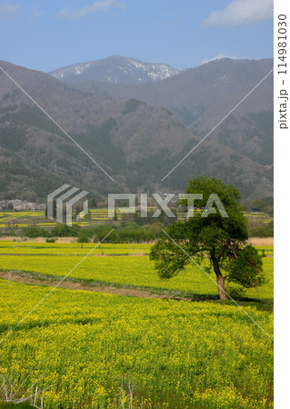 長野県飯山市 花の駅千曲川前の千曲川河川敷一面に広がる菜の花畑と対岸の山の景色 長野県飯山市 花の駅千曲川前の千曲川河川敷一面に広がる菜の花畑と対岸の山の景色 114981030
