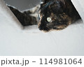茶色い猫 114981064