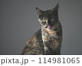 茶色い猫 114981065