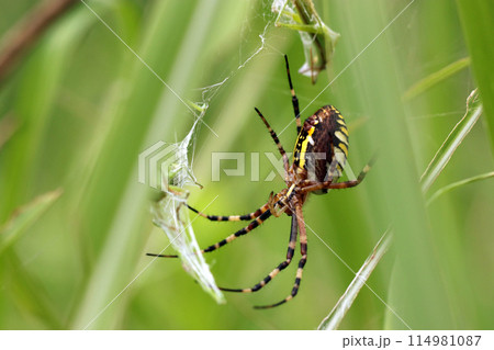 ショウリョウバッタを捕らえて簀巻きにする雌のナガコガネグモ（マクロレンズ使用・自然光・接写写真） 114981087