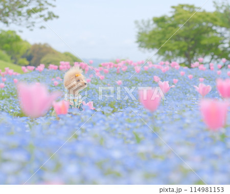 ネモフィラとチューリップとトイプードル 114981153