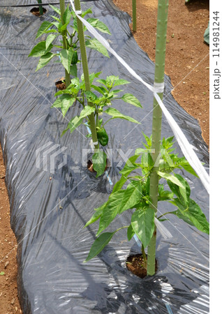 初夏の野菜畑 八王子市 初夏の野菜畑 八王子市 114981244