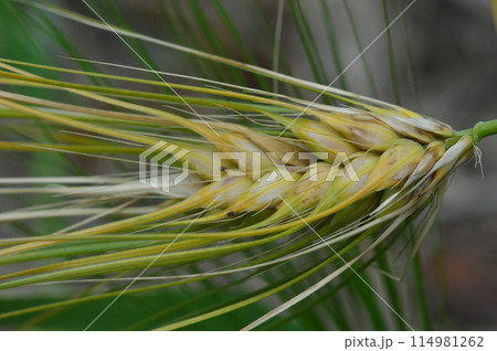 初夏の野菜畑　八王子市 114981262