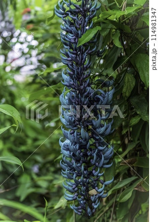 青い花のヒスイカズラ 青い花のヒスイカズラ 114981347