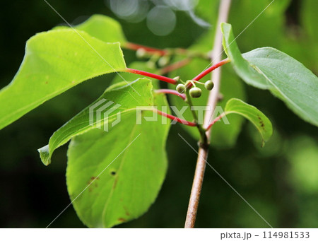 サルナシ(コクワ)の蕾 サルナシ(コクワ)の蕾 114981533
