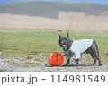 笑う犬 114981549