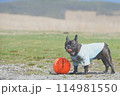 笑う犬 114981550