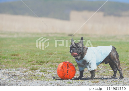 笑う犬 笑う犬 114981550