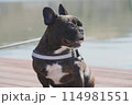 笑う犬 114981551