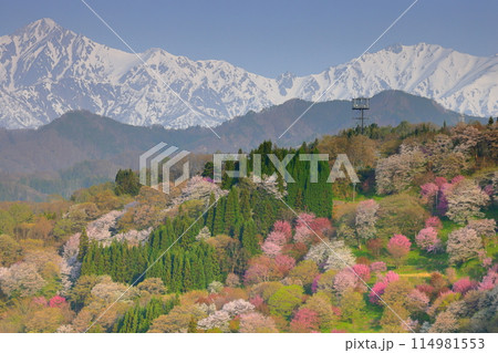 長野県上水内郡小川村高府　オオヤマザクラ、エドヒガンなどが咲く二反田の桜と残雪の北アルプス五竜岳など 114981553