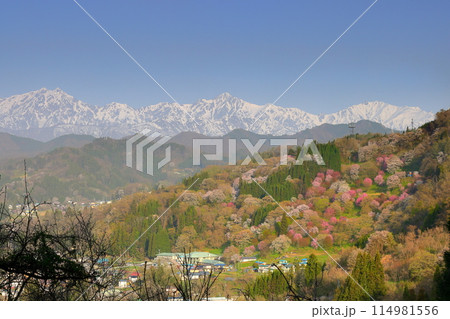 長野県上水内郡小川村高府　オオヤマザクラ、エドヒガンなどが咲く二反田の桜と残雪の北アルプス五竜岳など 114981556