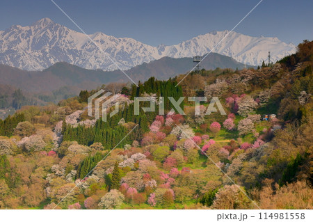 長野県上水内郡小川村高府 オオヤマザクラ、エドヒガンなどが咲く二反田の桜と残雪の北アルプス五竜岳など 長野県上水内郡小川村高府 オオヤマザクラ、エドヒガンなどが咲く二反田の桜と残雪の北アルプス五竜岳など 114981558