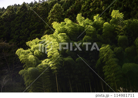 光差す竹林 光差す竹林 114981711