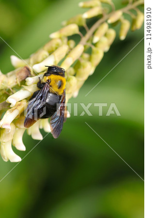 クララ(クサエンジュ)の花蜜を吸うメスのキムネクマバチ(自然光+マクロ接写写真) クララ(クサエンジュ)の花蜜を吸うメスのキムネクマバチ(自然光+マクロ接写写真) 114981910