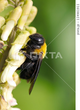 クララ(クサエンジュ)の花蜜を吸うメスのキムネクマバチ(日本自然昆虫生態ストロボマクロ撮影) クララ(クサエンジュ)の花蜜を吸うメスのキムネクマバチ(日本自然昆虫生態ストロボマクロ撮影) 114981911