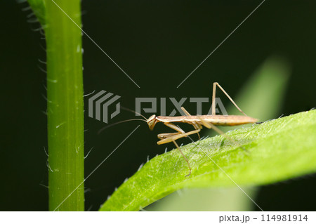 徐々に大人の風貌となるチョウセンカマキリの茶色い幼虫(自然光&ストロボ・マクロレンズ接写) 徐々に大人の風貌となるチョウセンカマキリの茶色い幼虫(自然光&ストロボ・マクロレンズ接写) 114981914